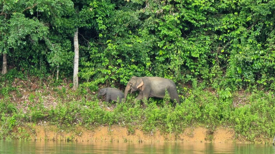 Krabi: Khao Sok National Park & Cheow Lan Lake Boat Tour - Wildlife Viewing Opportunities