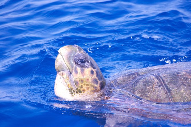Lanzarote Sea Safari From Puerto Calero - Safety Precautions