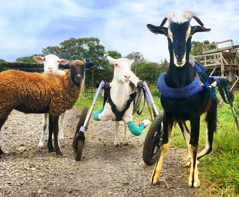 Laupahoehoe: Farm Animal Sanctuary Private Tour - Discount for Kamaāina