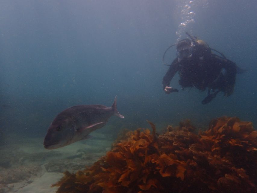 Leigh: Goat Island Guided Diving Tour for Certified Diver - Frequently Asked Questions