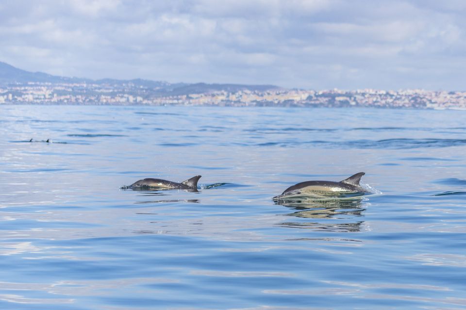 Lisbon: Dolphin Watching With Marine Biologist - Dolphin, Whale, and Shark Watching