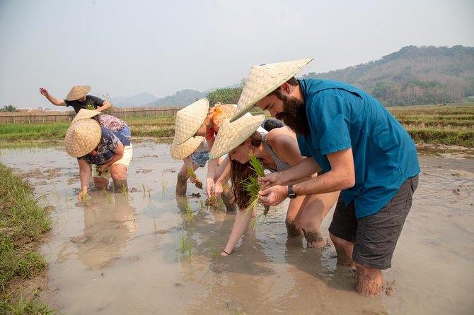 Living Land Rice Farming Experience - What to Expect During the Tour