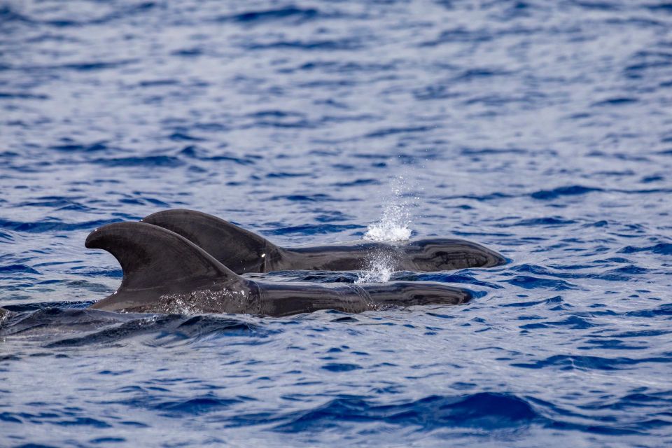 Madeira: Whale and Dolphin Watching Tour - Whats Included in the Tour