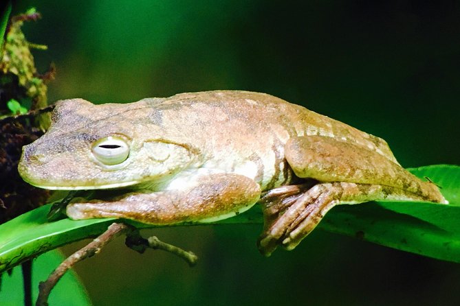 Manuel Antonio Park Tour and Its Amazing Wildlife and Beaches - Customer Feedback and Experiences