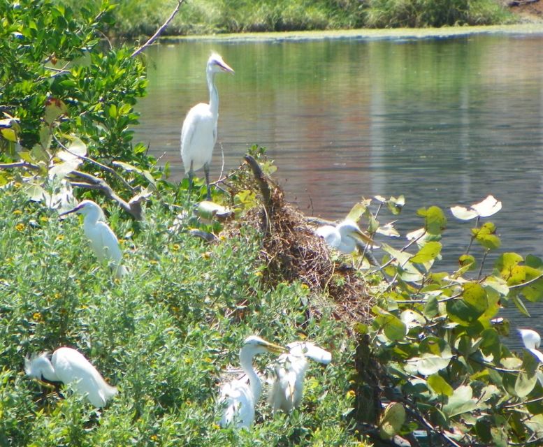 Marco Island, FL: Nature and History Bicycle Tour - Whats Included in Tour