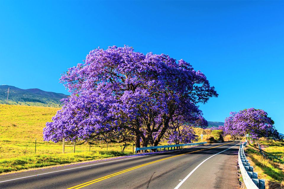 Maui: Haleakala Sunrise Eco Tour With Breakfast - Inclusions and Services
