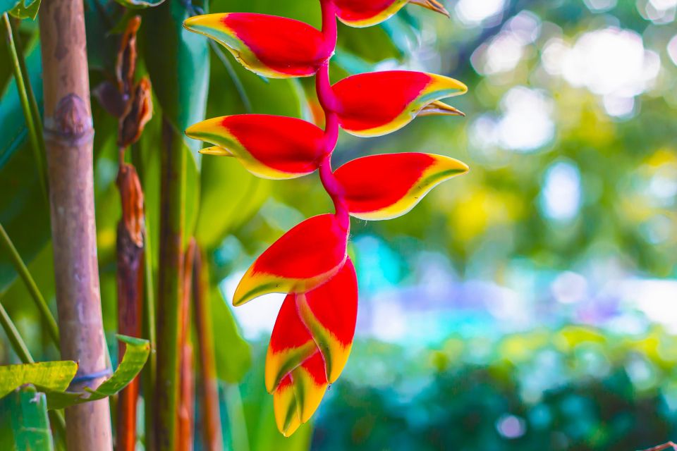 Maui Tropical Rainforest Eco Tour With Lunch - Mauis Tropical Rainforest