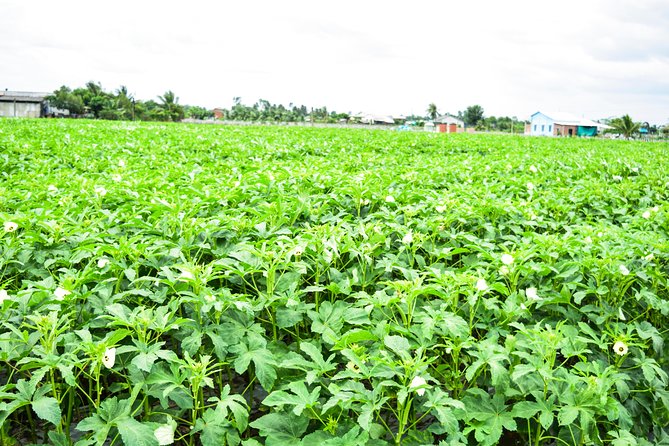 Mekong Delta Guided Tour From Ho Chi Minh City - Tour Details