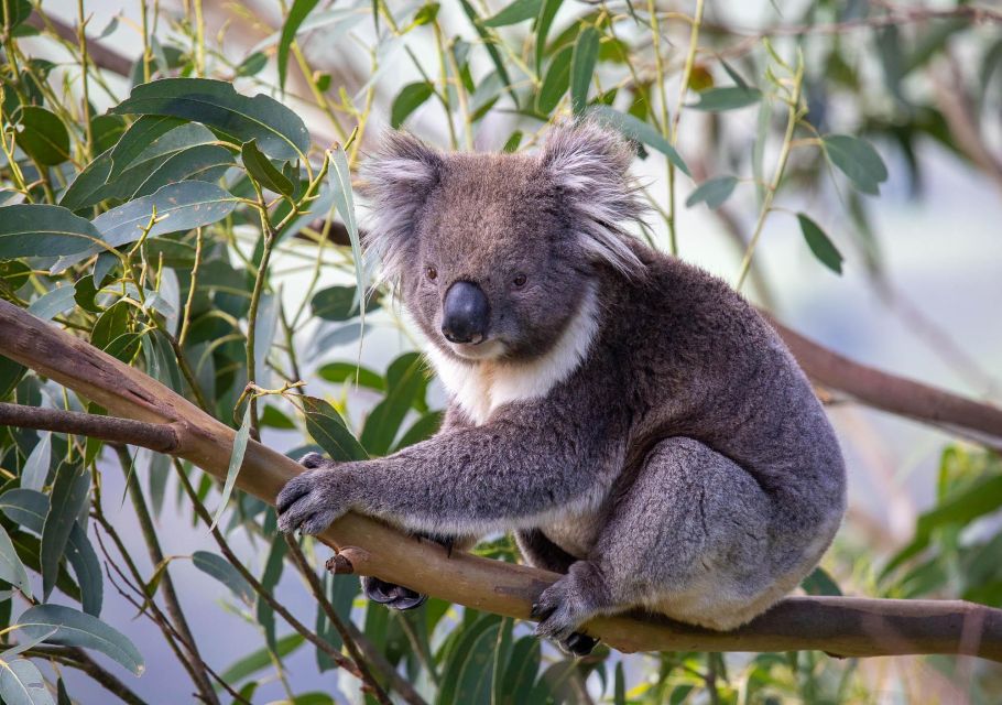 Melbourne: Great Ocean Road & Wildlife Tour for Backpackers - Frequently Asked Questions