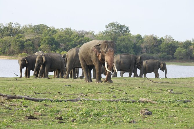 Minneriya National Park Halfday Safari - Wildlife Sightings