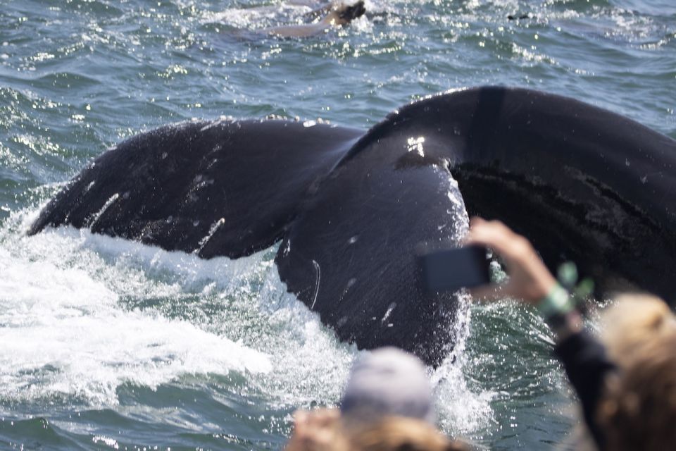 Monterey: Whale Watching Tour With a Marine Guide - Exclusions and Considerations