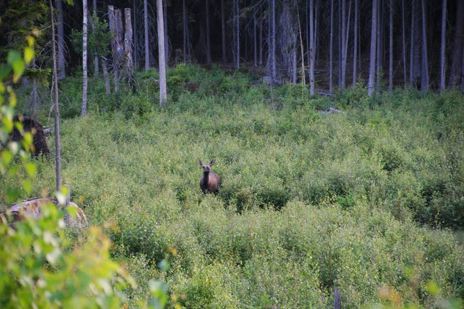 Moose Safari in the Wild Sweden Tiveden - Dietary Accommodations