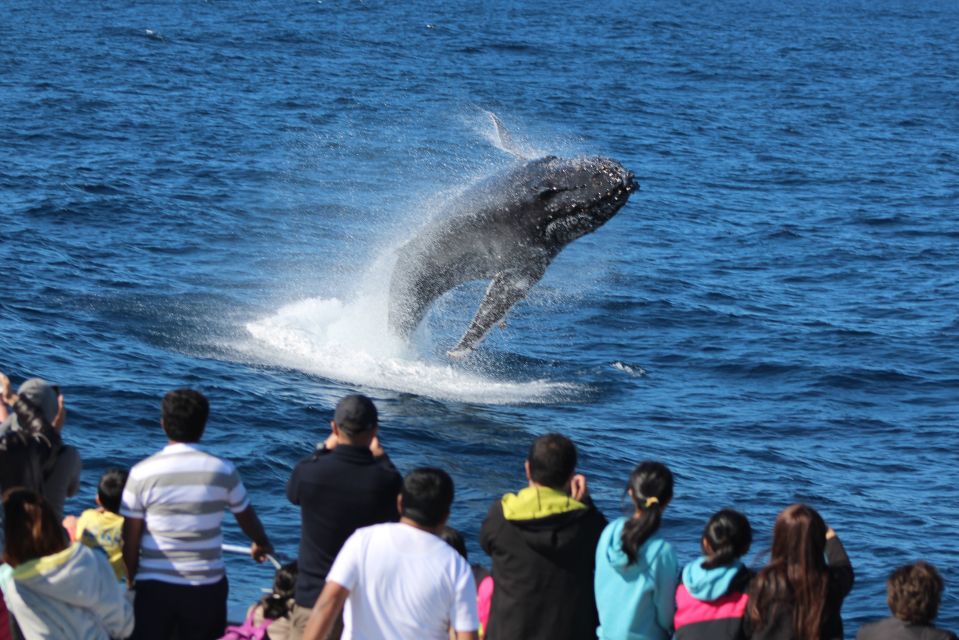 Moreton Island: Tangalooma Whale Watching & Dolphin Viewing - Eco Ranger Experiences and Activities