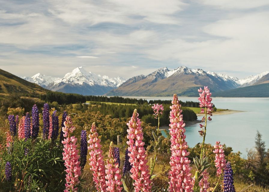 Mt. Cook Day-Tour: Christchurch to Queenstown - Reviews Summary