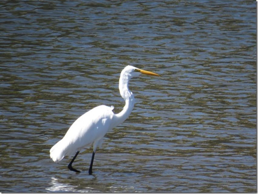 Napa: Napa Valley History Guided Kayaking Tour - Wildlife Observation