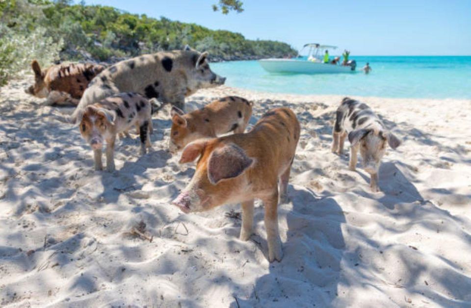 Nassau: 3 Islands Tour, Snorkel, Pig Beach, Turtles & Lunch - Speedboat Experience