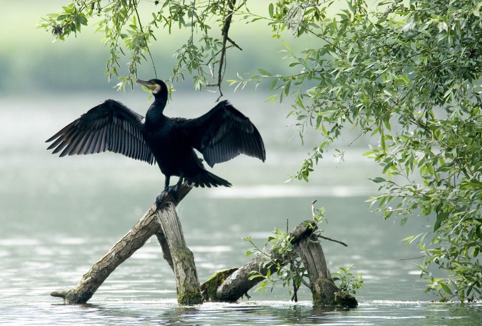 Noosa: Afternoon Cruise Through the Noosa Everglades - Frequently Asked Questions