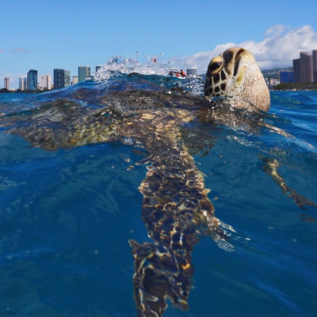 Oahu: Turtle Canyon Snorkeling Boat Tour - Location and Accessibility