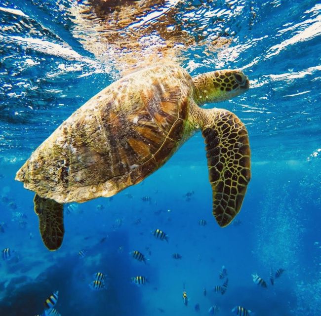 Oahu : Waikiki Sailing Turtle Snorkeling in Small Groups - Departure Location