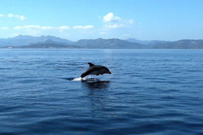 Observation of Dolphins and Snorkeling in a Rubber Boat in Olbia - Additional Information
