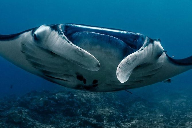 Open Water Course in Nusa Lembongan - Get Certified on Remote Island (Next Bali) - Ocean Dives During the Course