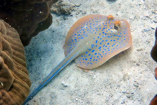Open Water Diver Course at Ko Kut - Additional Considerations