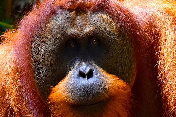 ORANGUTAN TREK (2D/1N) by EcoTravel Bukit Lawang - Dietary Accommodations