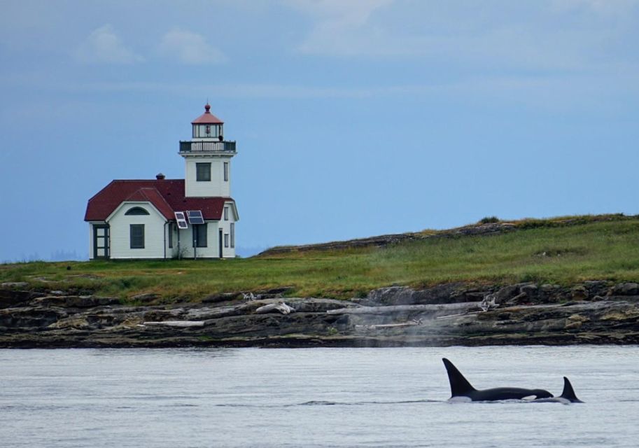 Orcas Island: Whale and Orca Guided Speedboat Tour - Meeting Point Instructions