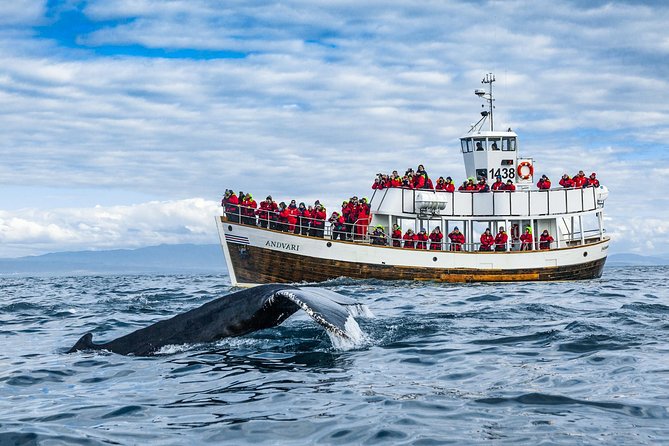 Original Carbon Neutral Whale Watching Tour From Húsavík - Accessibility and Traveler Capacity