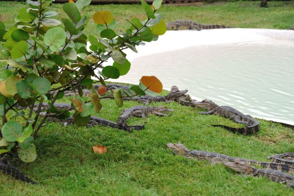 Orlando: Airboat Safari With Transportation - Recommended Attire