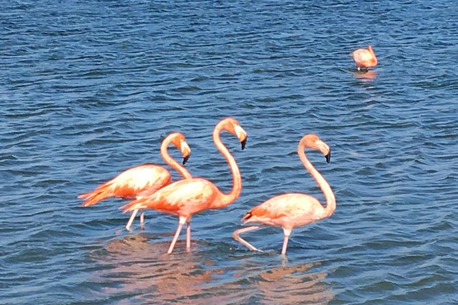 Perfect Day Tour - Small Group! - Picturesque Kenepa Beach