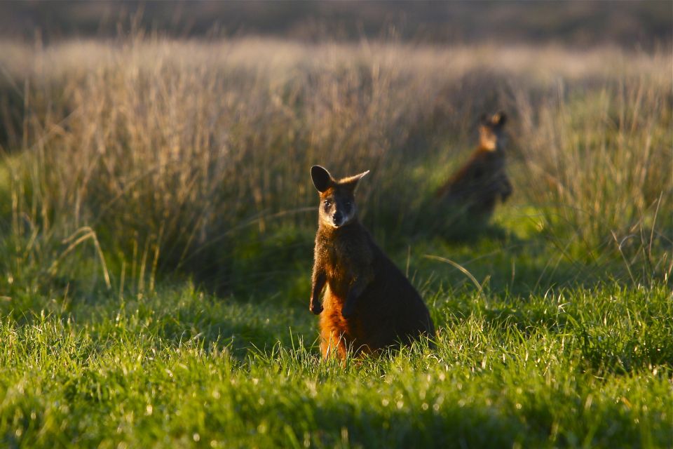 Phillip Island & Penguin Parade Private 11 Hour Tour - What to Bring