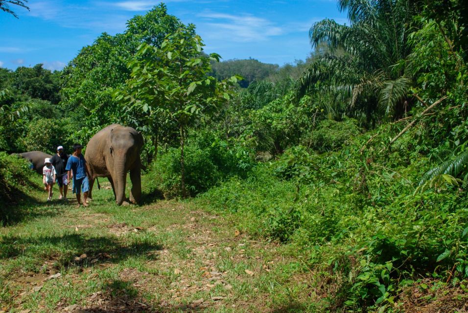 Phuket: Ethical Elephant Sanctuary Experience - Jungle Walk Alongside Elephants