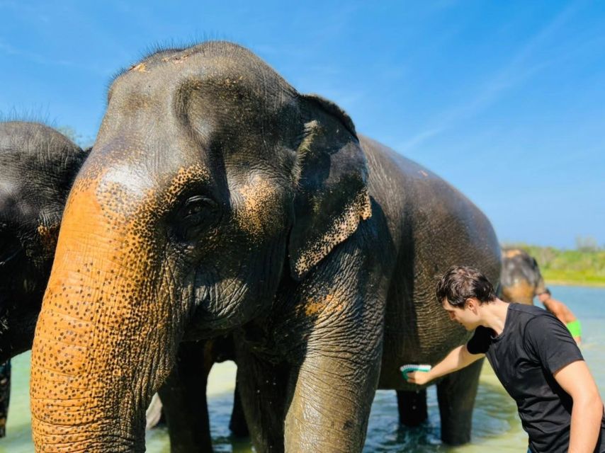 Phuket: Full-Day Elephant Explorer at Phuket Elephant Care - Feeding the Elephants