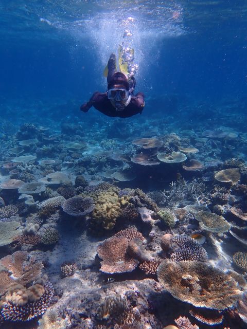 Port Douglas: Outer Great Barrier Reef Snorkeling Cruise - Experience