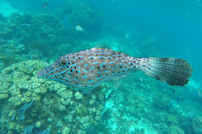 Private Charter 32ft Express Cruiser. Stingay City, Coral Reef Snorkeling - Visiting Stingray City and Starfish Point