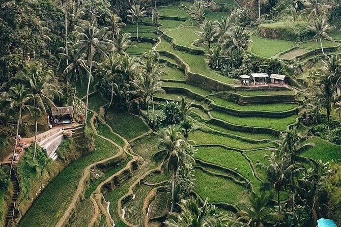 Private Customized Tour With Local Guide - Customer Reviews and Ratings