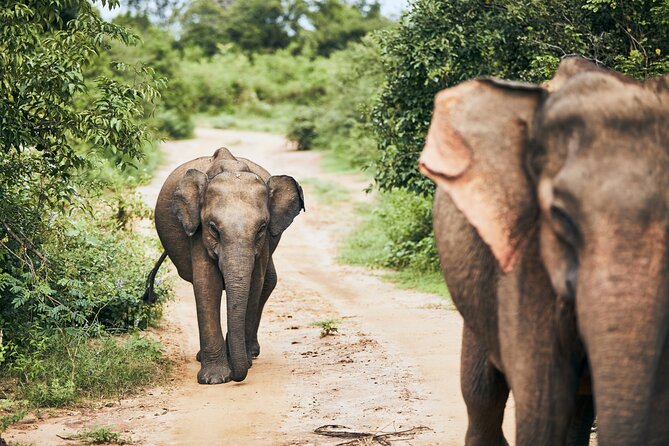Private Tour: Udawalawe National Park Safari - Booking Flexibility