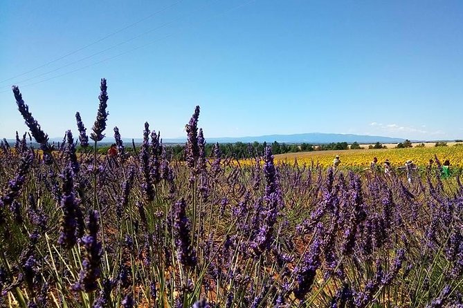 Provence Lavender Fields Tour From Aix-En-Provence - Tour Duration Options