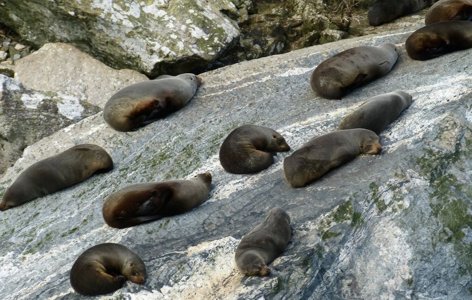 Queenstown: Small-Group Tour to Milford Sound With Cruise - Pickup Locations