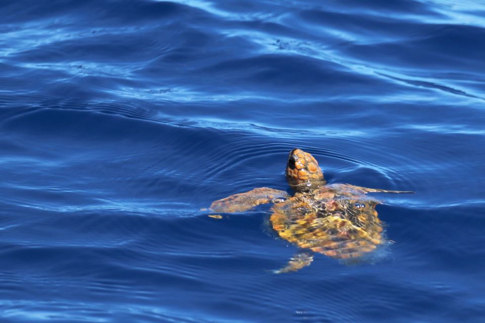 Rabo De Peixe: Sperm Whale Sanctuary Expedition - Marine Biologist Insights