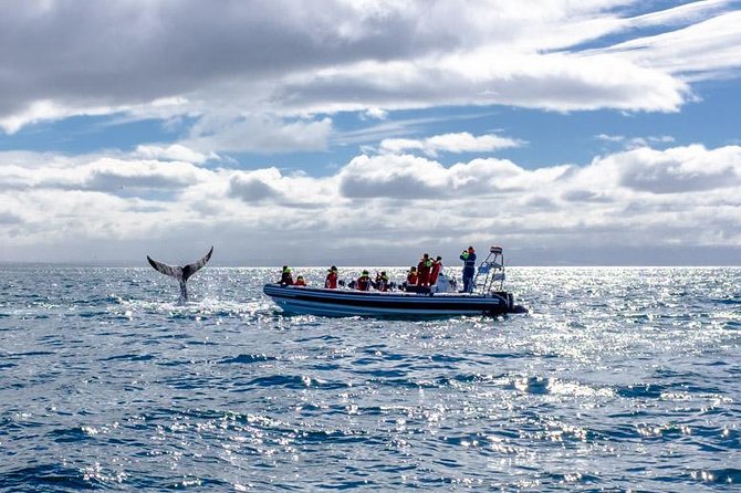 RIB Whale Watching Small-Group Boat Tour From Reykjavik - Sighting Guarantee