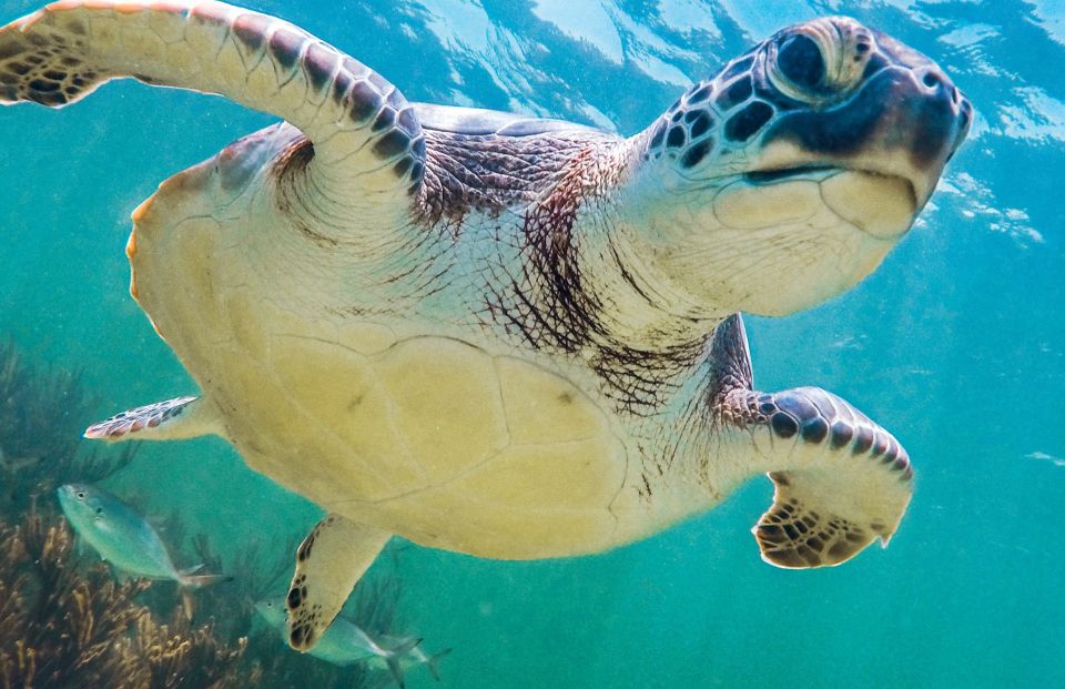 Riviera Maya: Tulum Guided Tour and Akumal Swim With Turtles - Inclusions and Exclusions