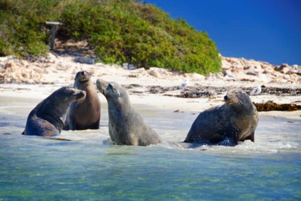 Rockingham: Shoalwater Islands Tour and Penguin Island - Pricing