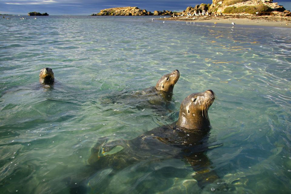 Rockingham: Snorkel Adventure Sightseeing Cruise With Lunch - Recap