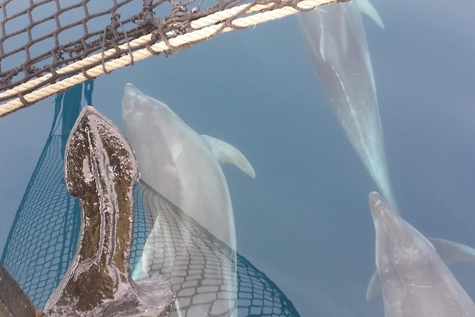 Sailing Day Trip on Tall Ship Andrea Jensen With Lunch and Wine - Lunch and Refreshments Included