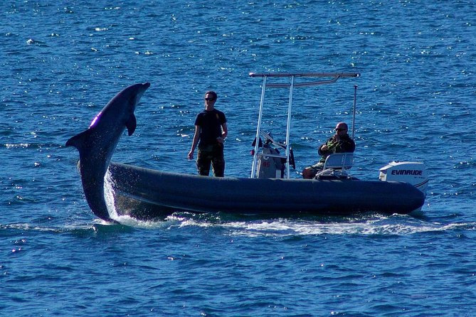 San Diego Whale Watching Cruise - Tips for Enjoying the Cruise