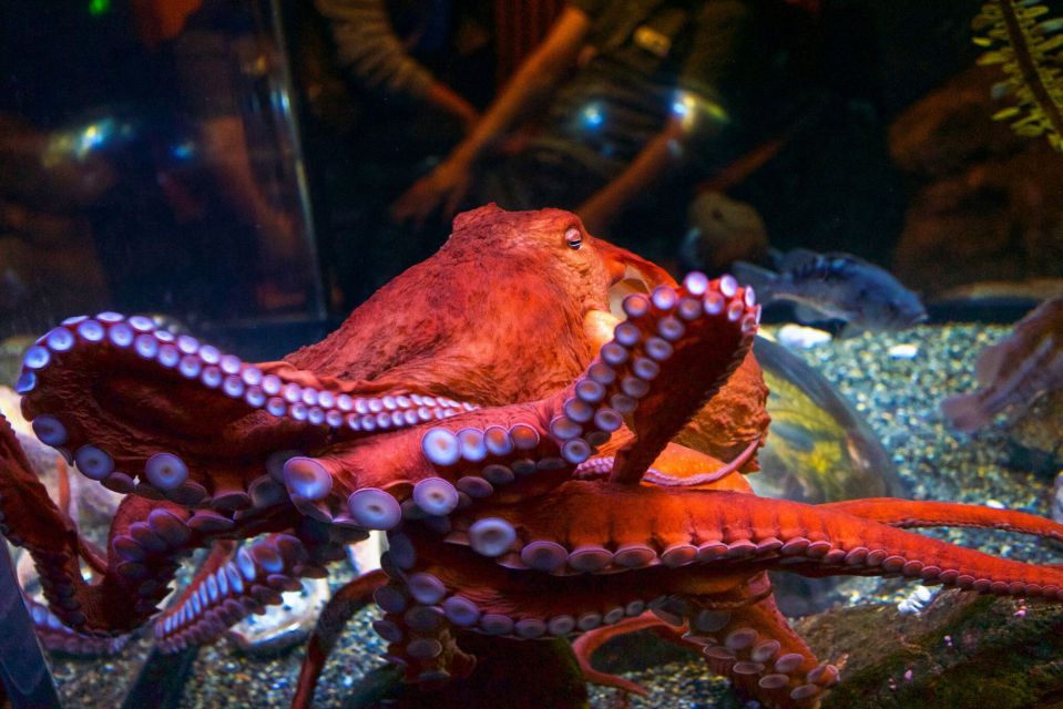 San Francisco: Aquarium of the Bay General Admission Ticket - Ticket Pricing and Booking