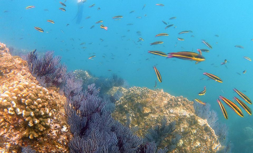 San Jose Del Cabo Private Snorkeling Tour - Safety Precautions