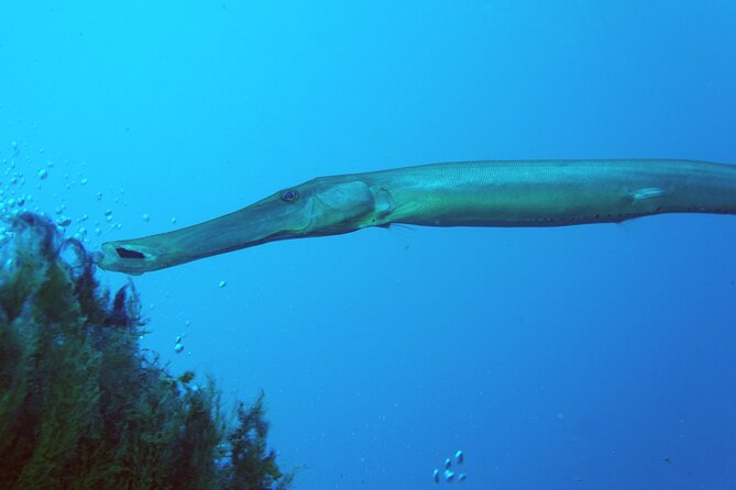 Scuba Diving in Lanzarote (For Certified Divers Only) - Meeting and Pickup Location